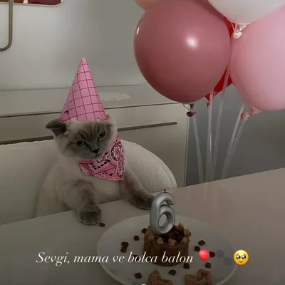 Bizi tercih ettiğiniz için teşekkür ederiz 🫶🥹🐈

#doğumgünü #kedi #kalisan #ufukbalon #partifabrik